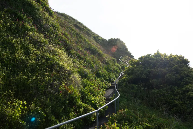 Cliff Path, Ventnor. 2024.